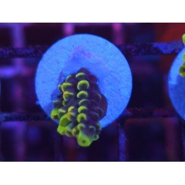 SUPER YELLOW WOLVERINE