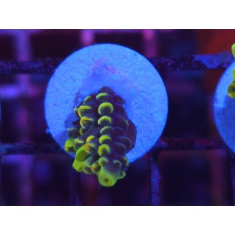 SUPER YELLOW WOLVERINE