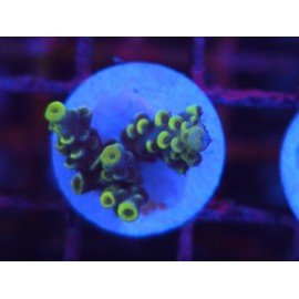 SUPER YELLOW WOLVERINE