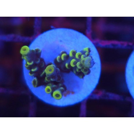 SUPER YELLOW WOLVERINE