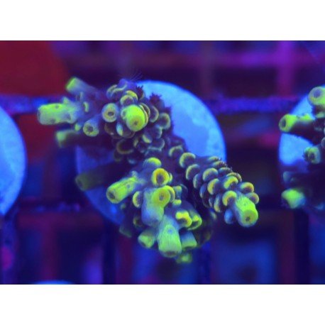 SUPER YELLOW WOLVERINE