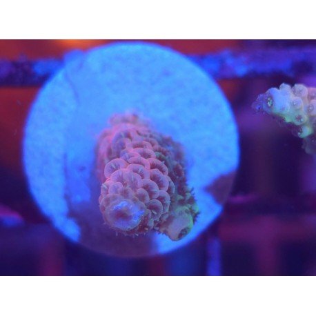 MILLEPORA PINK DJM