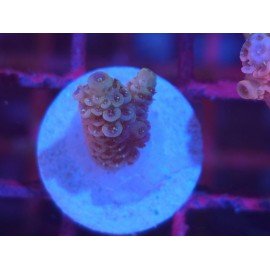 MILLEPORA PINK DJM