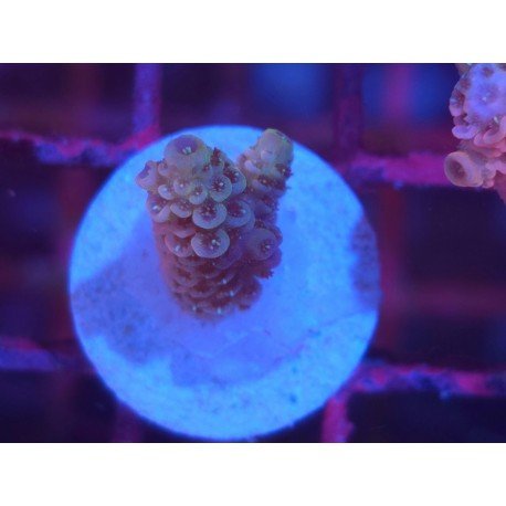 MILLEPORA PINK DJM