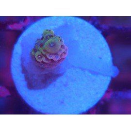 MILLEPORA PINK DJM