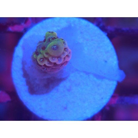 MILLEPORA PINK DJM