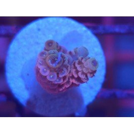 MILLEPORA PINK DJM