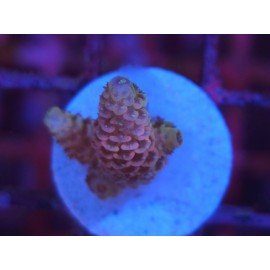 MILLEPORA PINK DJM