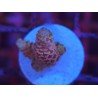MILLEPORA PINK DJM