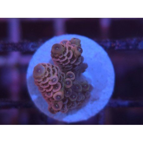 MILLEPORA PINK DJM