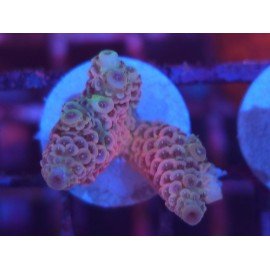 MILLEPORA PINK DJM