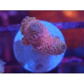 MILLEPORA PINK DJM