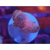 MILLEPORA PINK DJM