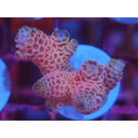 MILLEPORA PINK DJM