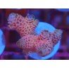 MILLEPORA PINK DJM