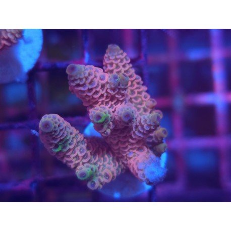MILLEPORA PINK DJM