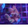 MILLEPORA PINK DJM