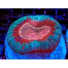 BICOLOR LOBOPHYLLIA