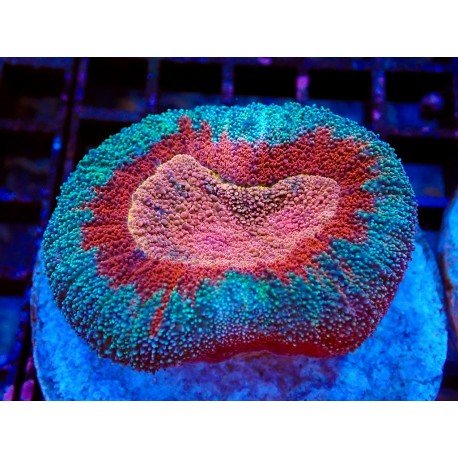 BICOLOR LOBOPHYLLIA