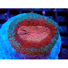 BICOLOR LOBOPHYLLIA
