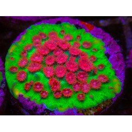 JINGLE BELLS CYPHASTREA 