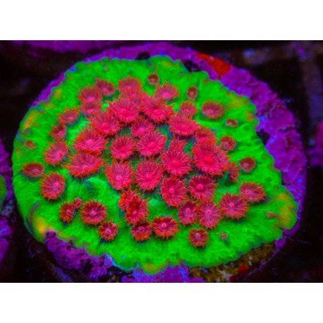 JINGLE BELLS CYPHASTREA 