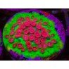 JINGLE BELLS CYPHASTREA 