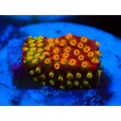 LONNEY TUNES STYLOCOENIELLA (1CM)