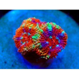 MICROMUSSA ULTIMATE RAINBOW