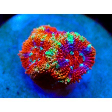 MICROMUSSA ULTIMATE RAINBOW