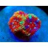MICROMUSSA ULTIMATE RAINBOW