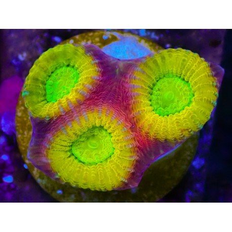 REVERSE DRAGON SOUL GONIASTREA