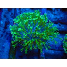 SARCOPHYTON FLOREA GREEN LARGE POLIP