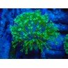 SARCOPHYTON FLOREA GREEN LARGE POLIP