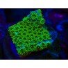 SEA FOAM CYPHASTREA