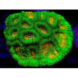 SPACE INVADERS FAVIA