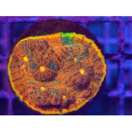 ZF DESERT TWISTER CHALICE