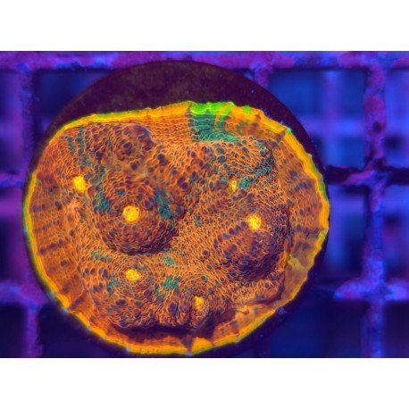 ZF DESERT TWISTER CHALICE