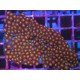 PIEZA XL ZOAS GORILA GLASS
