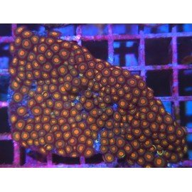 PIEZA XL ZOAS GORILA GLASS
