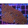 PIEZA XL ZOAS GORILA GLASS