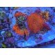COMBO SPECIAL CORAL XL