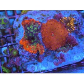 COMBO SPECIAL CORAL XL