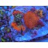 COMBO SPECIAL CORAL XL