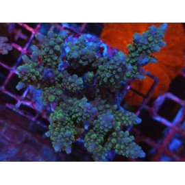 ACROPORA HOEKSEMAI XXL 