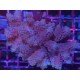 ACROPORA PINKLADY XL