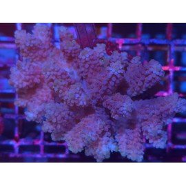 ACROPORA PINKLADY XL