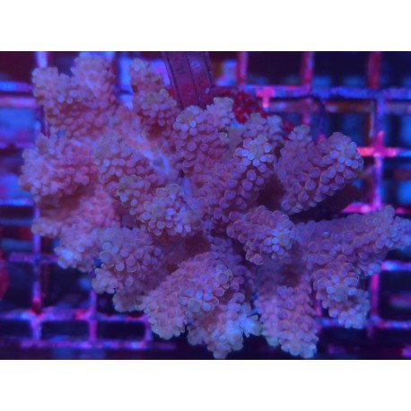 ACROPORA PINKLADY XL