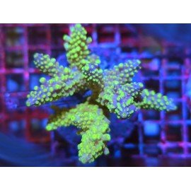DIVARICATA SOUR PACTH L