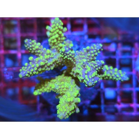 DIVARICATA SOUR PACTH L